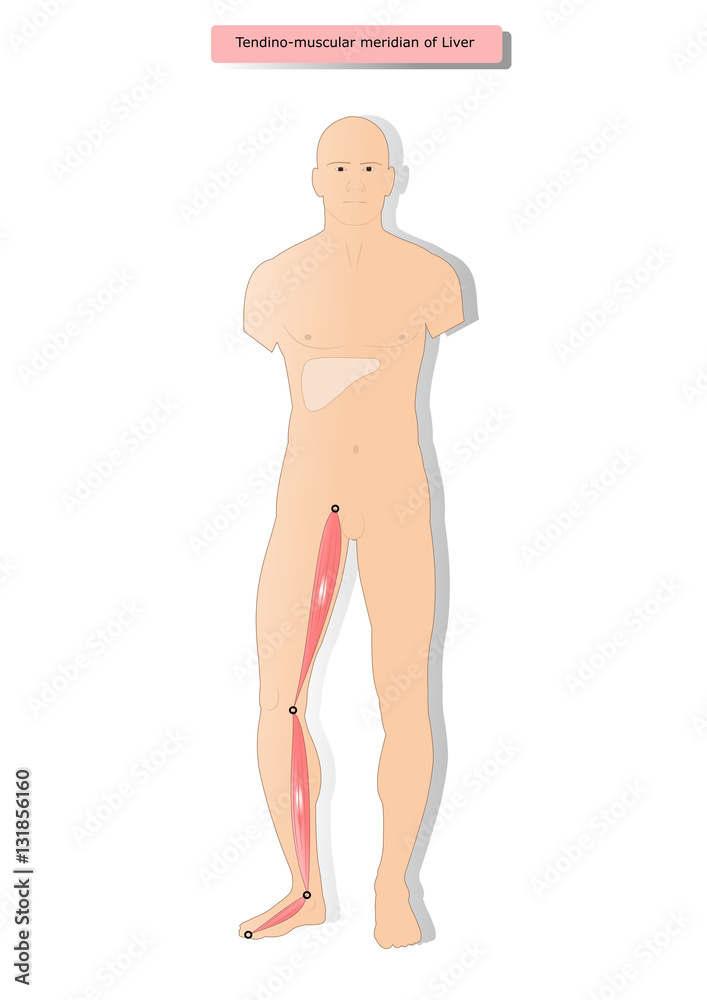 Fototapeta premium tendino muscular meridian of Liver
