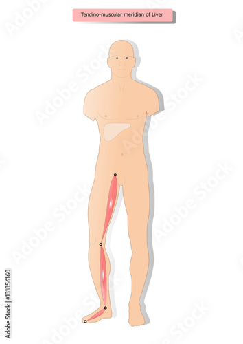 tendino muscular meridian of Liver