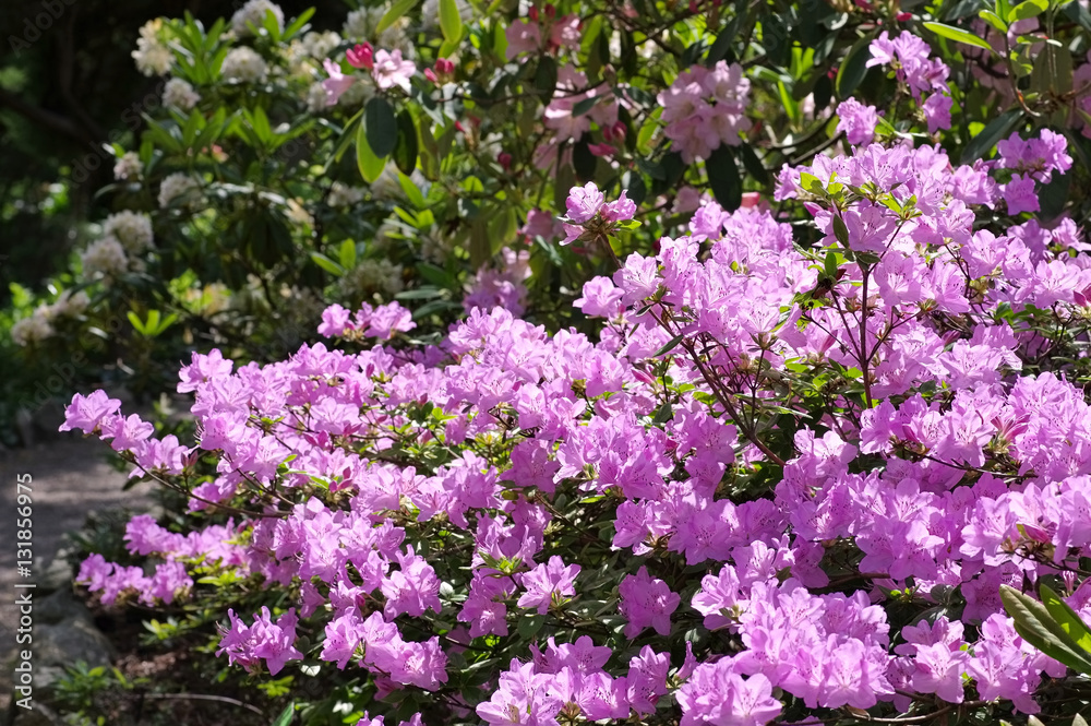 Rhododendron schlippenbachii im Frühling - Rhododendron schlippenbachii in spring