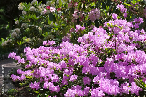 Rhododendron schlippenbachii im Fr  hling - Rhododendron schlippenbachii in spring