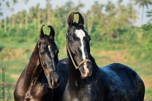 portrait of two Marwari mares photo