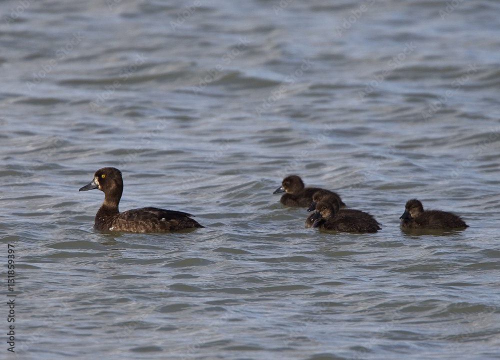 Tufted Duck (Aythya fuligula), female with 5 ducklings, Gwithian, Cornwall, England, UK. Tufted Duck (Aythya fuligula), female with 5 ducklings, Gwithian, Cornwall, England, UK.