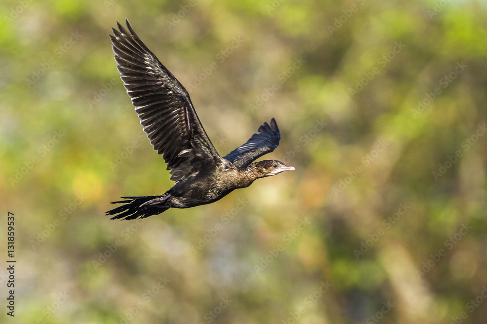 Fototapeta premium Mały kormoran w lagunie Arugam Bay, Sri Lanka