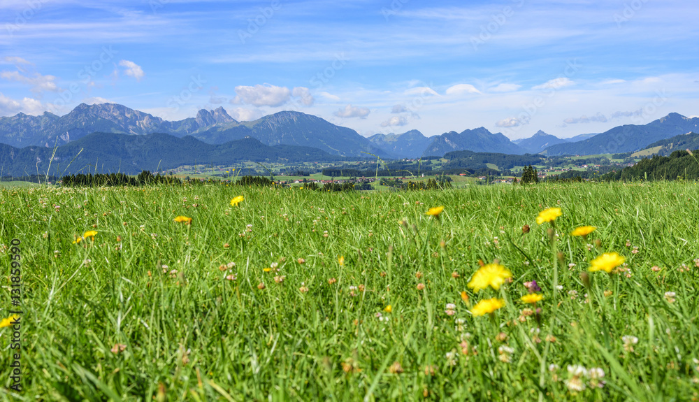 saftige Kräuterwiese im bayrischen Alpenvorland