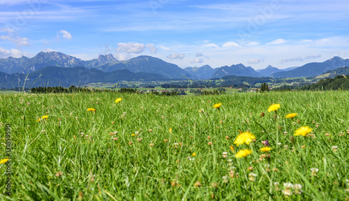 saftige Kräuterwiese im bayrischen Alpenvorland