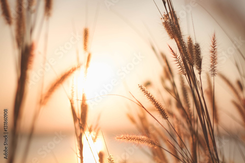 Mission grass or Feather pennisetum and sunset, Vintage backgrounds. 