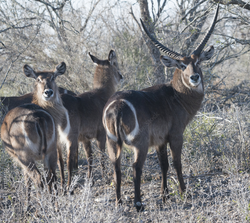 Obraz premium Waterbuck herd