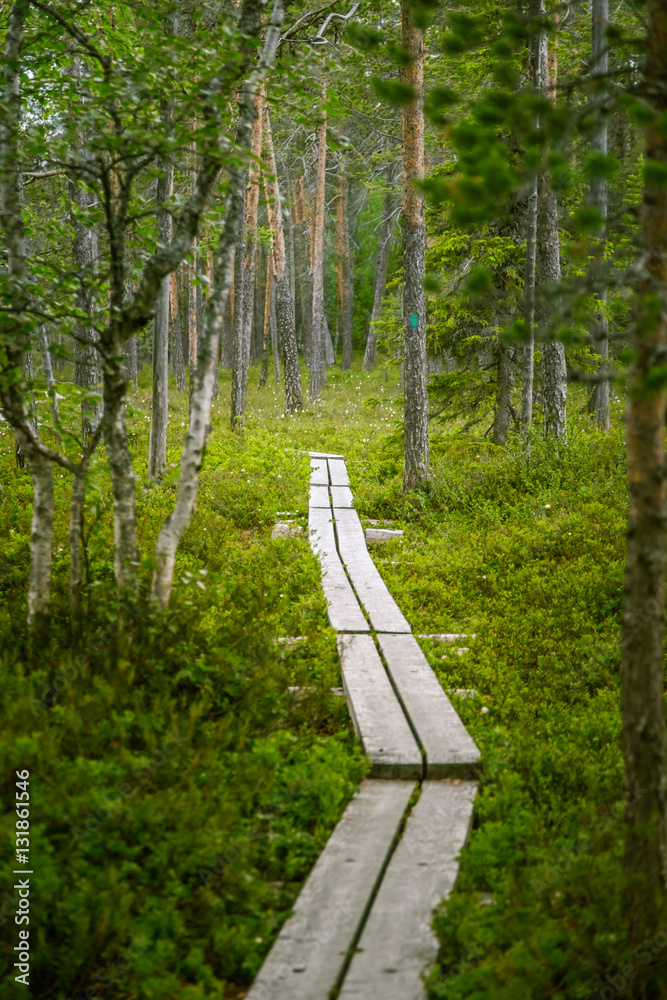 A beautiful hiking path in Finland forest