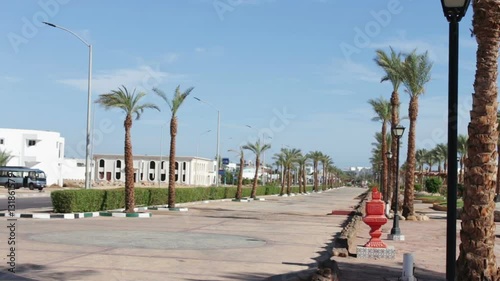 Street with palm trees in Egypt photo