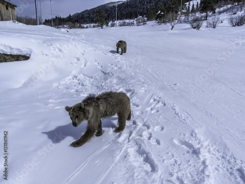 Winter in Greater Caucasus Mountains. Two Brown bear cubs playing. Georgia (country). Mestia ski resort. Svaneti (Svanetia) region of Georgia. © phototravelua