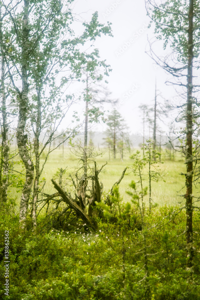 A beautiful mire landscape in Finland - dreamy, foggy look A beautiful mire landscape in Finland - dreamy, foggy look