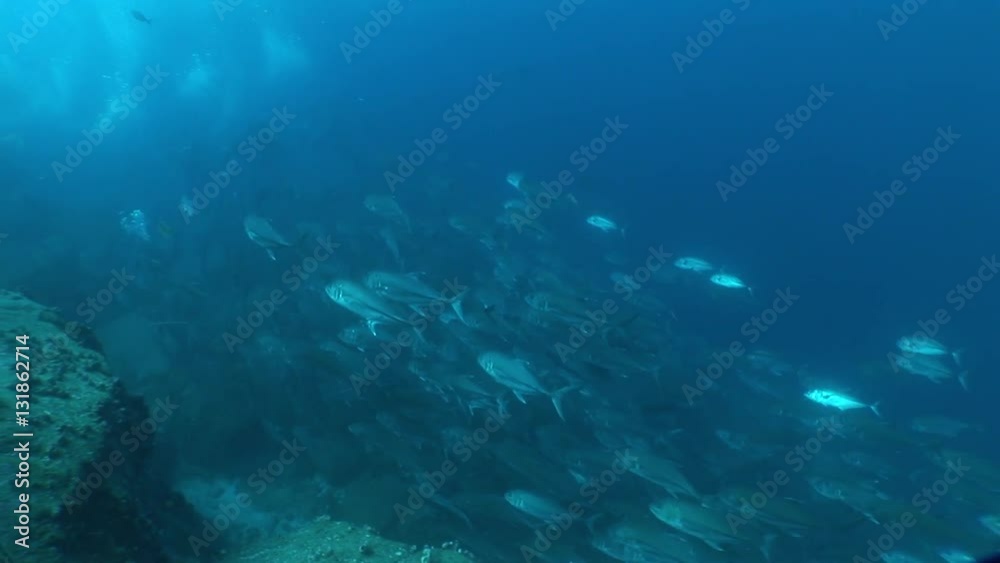 coral life underwater video 1080 coral life underwater video 1080