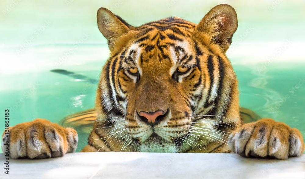 Naklejka premium Zamknij się z dużego tygrysa w wodzie w Tajlandii, Azji.
