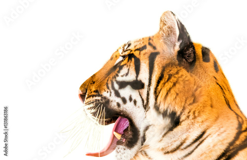 Close up of big tiger while opens his mouth, isolated on white background. Side view. Copy space.