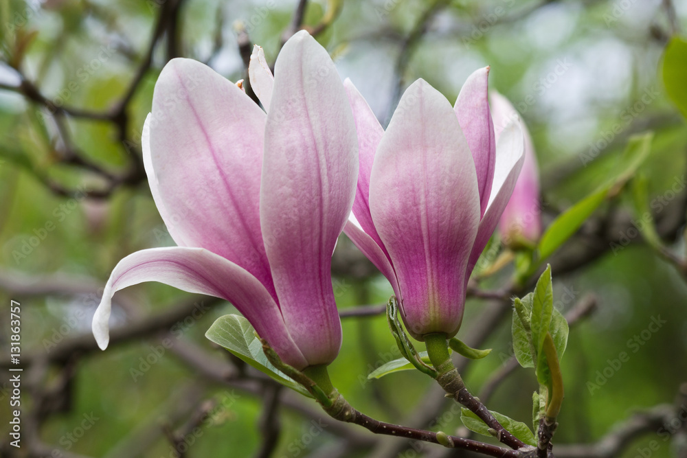 Two pink magnolia flower on a tree closeup Two pink magnolia flower on a tree closeup