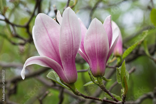 Two pink magnolia flower on a tree closeup