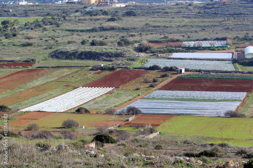 Pola uprawne w rejonie miejscowości Mellieha na Malcie photo