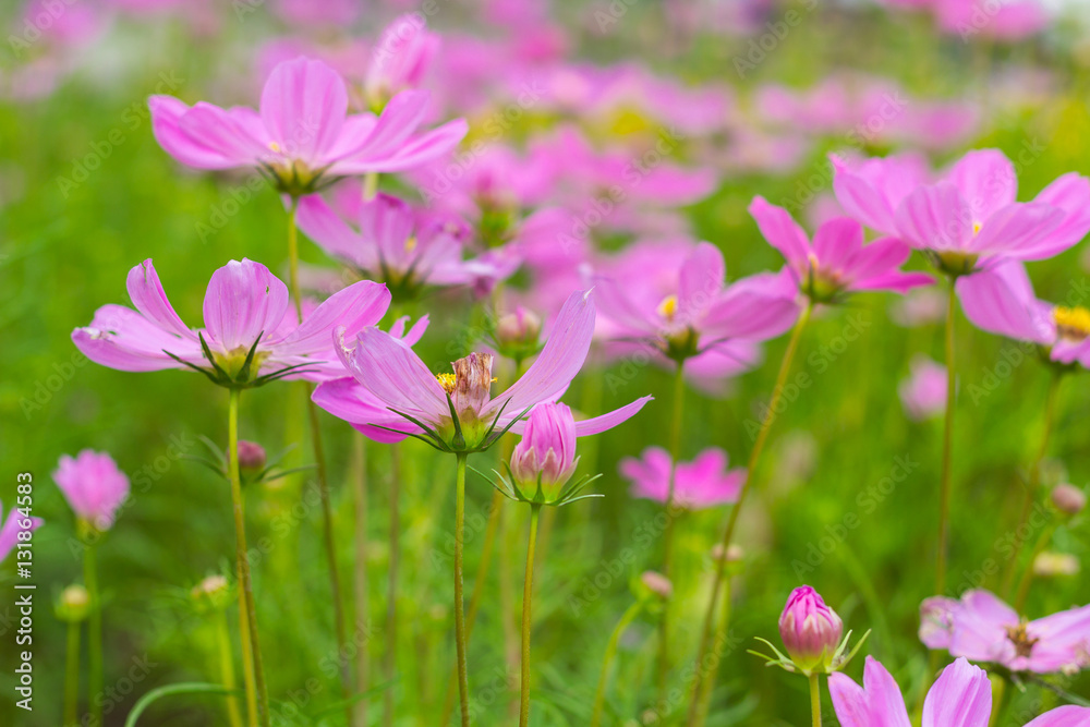 Blossom Pink Flowers and green leaves in Garden Blossom Pink Flowers and green leaves in Garden