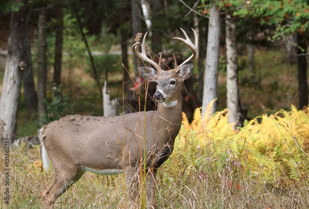 gros buck en automne gros buck en automne