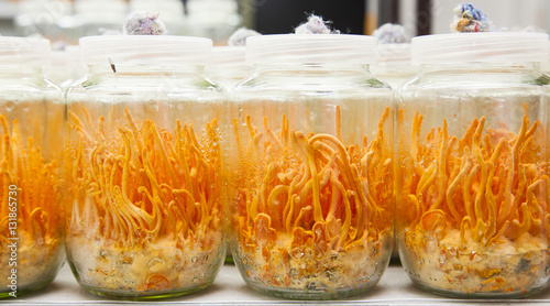 Fotografía Fresh Cordyceps militaris in Glass bottles