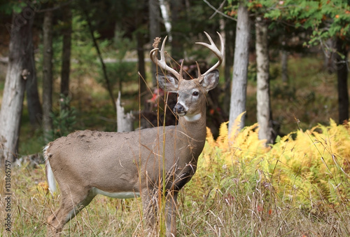 gros buck en automne