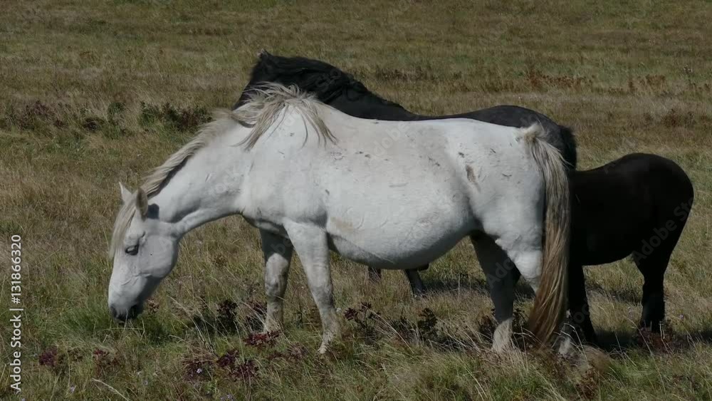 wild horses wild horses