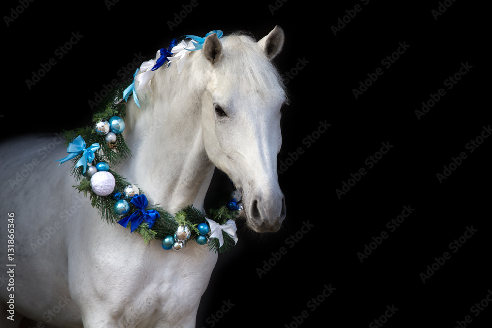 Naklejka premium White horse with christmas wreath isolated on black background