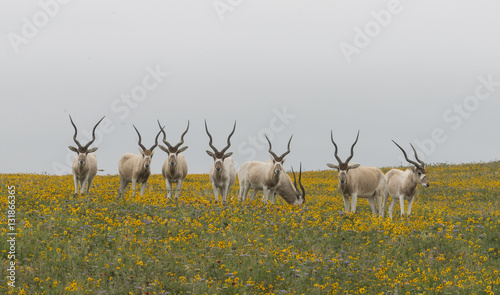 Addax herd photo
