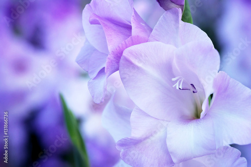 Purple Gladiolus flower in field. Representation to Splendid Beauty and promise. And have some space for write wording.