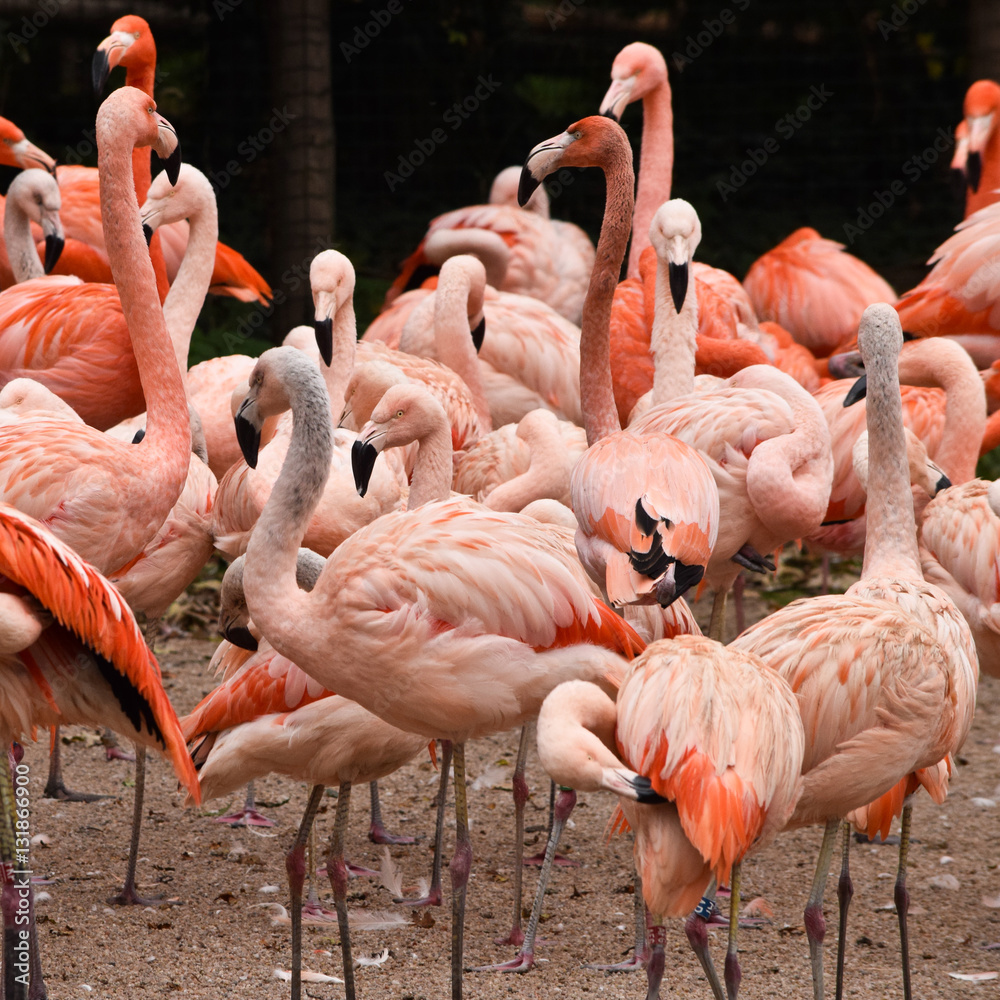 Obraz premium Group of flamingos in zoo