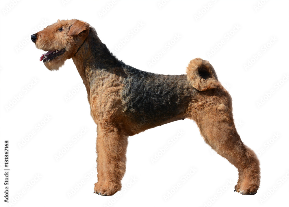 Airedale Terrier stand isolated on white background