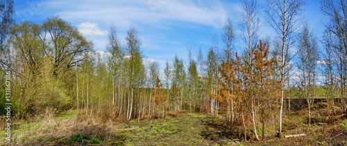  Panoramic view of blue sky and flourishing birch 