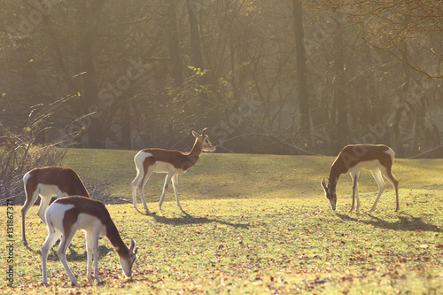 The tranquil morning of the gazelles photo