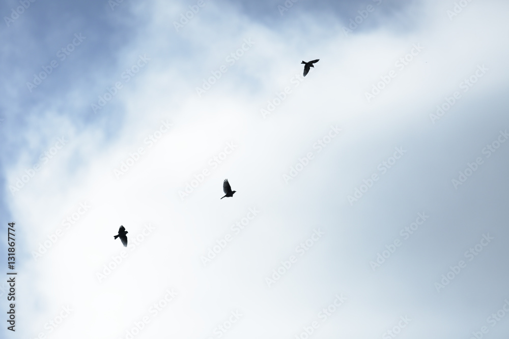 Silhouette of the flying small birds