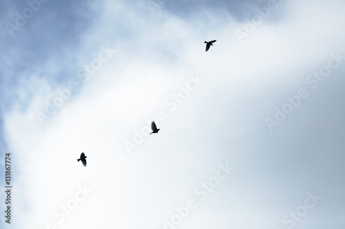 Silhouette of the flying small birds