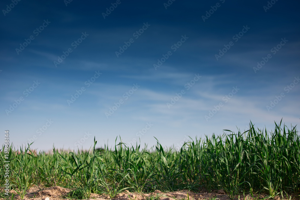 Fototapeta premium Background grass and blue sky