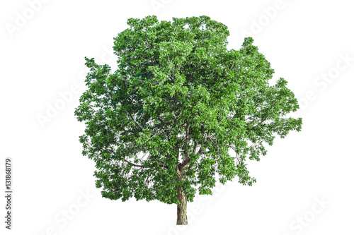 Tree isolated on a white background