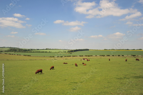Cattle Graze in a Green Field