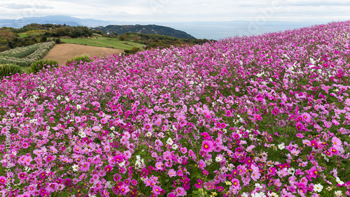 Cosmos flower garden