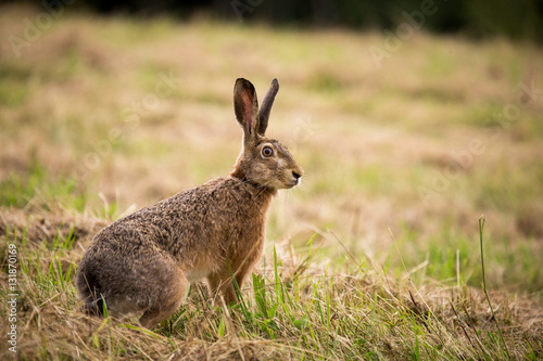 Wild hare in green grass