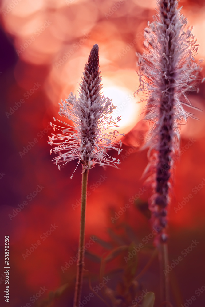 tender stems of plants in a meadow. Beautiful sunshine. evening sunset views.
