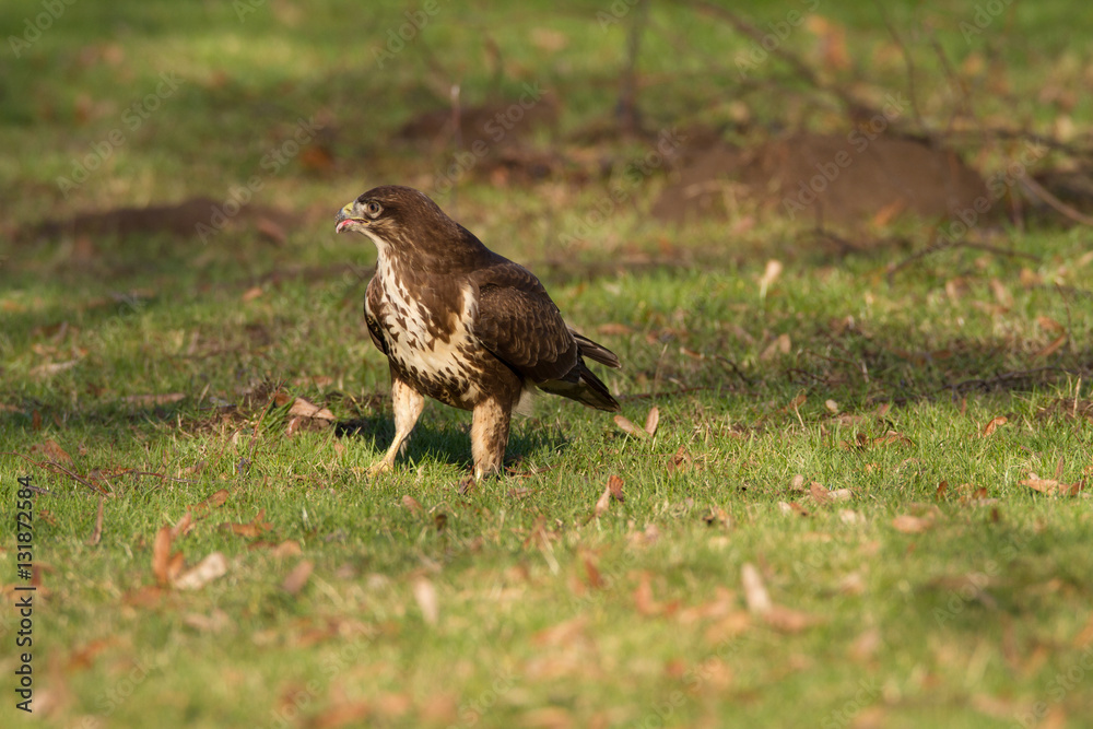 Fototapeta premium Buteo Buteo Common Buzzard / Bird