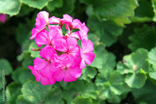 Fototapeta Naklejka Na Ścianę i Meble -  pink geranium flowers