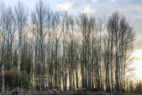 Backlit image of a row of tall trees without leaves