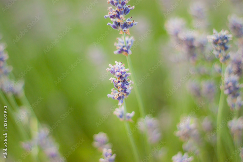 Lavender flowers in the green field Lavender flowers in the green field