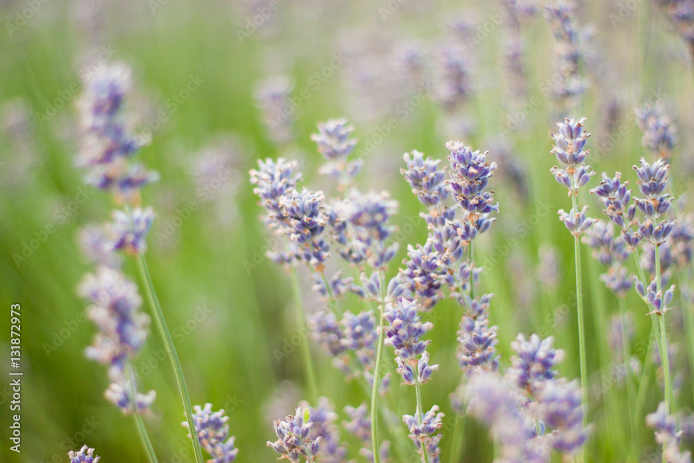 Fototapeta premium Lavender flowers in the green field