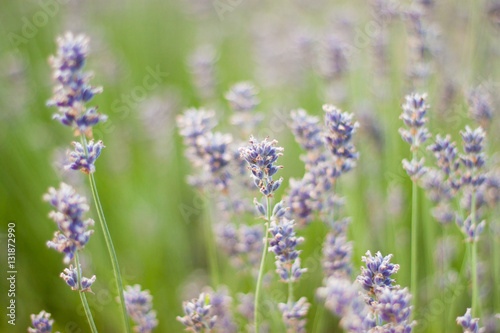 Lavender flowers in the green field