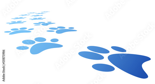 impronte, zampe, animali, orme