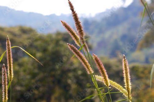 Pink Grass Spikelets