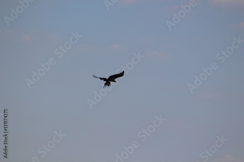 Eagle Flying With Prey - Kilimanjaro